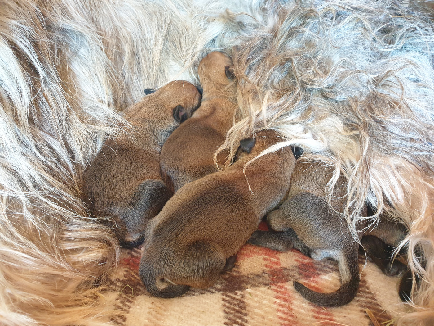 du mas de la pierre bamboche - Berger de Picardie - Portée née le 28/03/2026