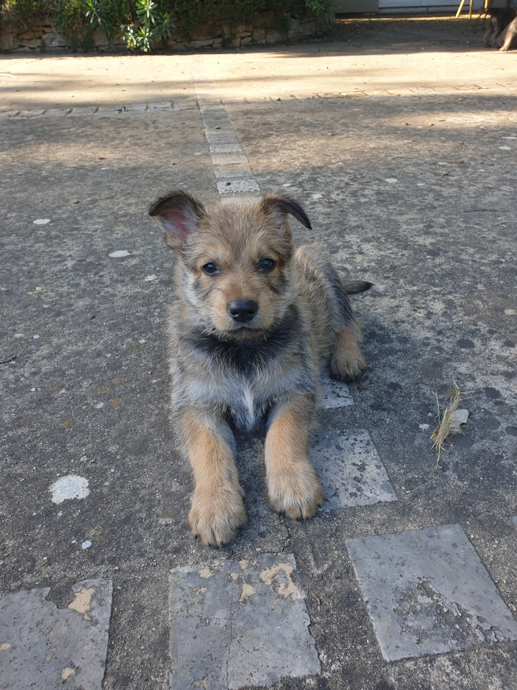 du mas de la pierre bamboche - Chiots disponibles - Berger de Picardie