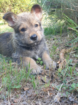Chiot N°7